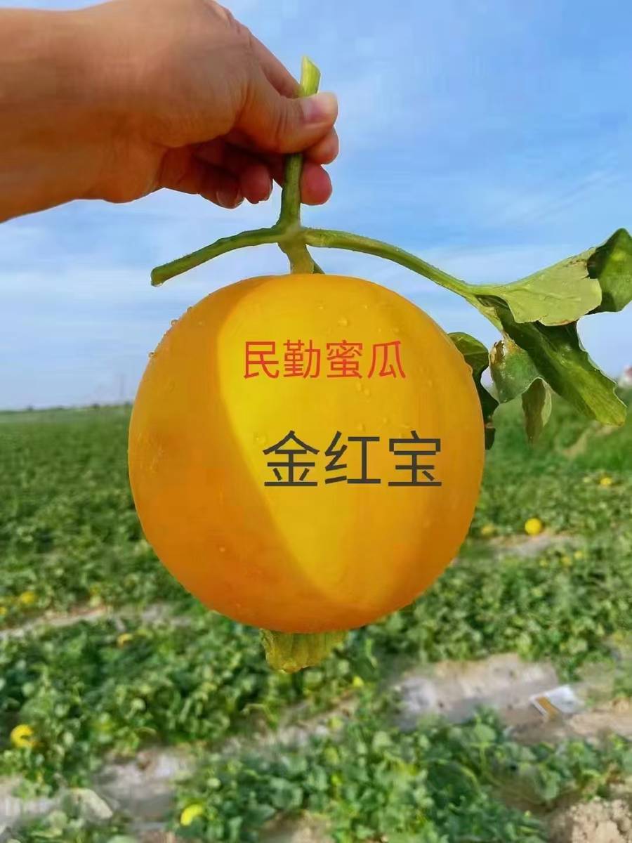 金红宝蜜瓜